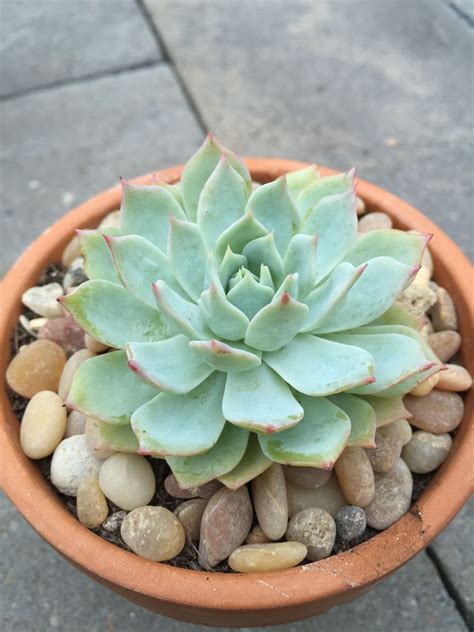 Echeveria Secunda Blue Mist Echeveria Blue Echeveria Secunda Echeveria