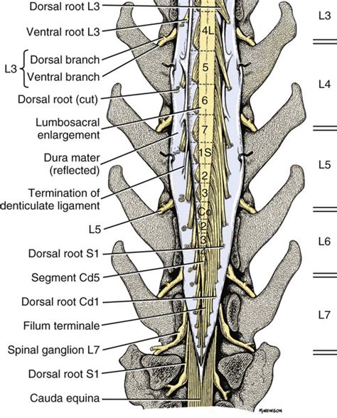 Spinal Cord and Meninges | Veterian Key