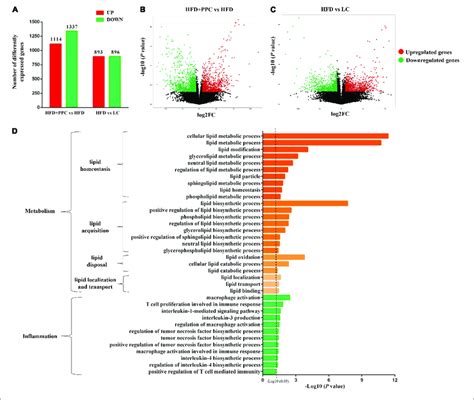 PPC Supplementation Remodels The Transcriptome Profile Of Liver In