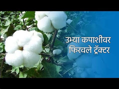 उभ्या कपाशीवर फिरवले ट्रॅक्टर Shetkari Cotton Farmer Sakal Media Video Dailymotion