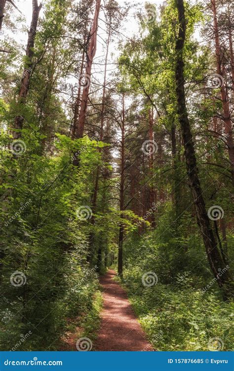 Um Caminho Florestal Entre Uma Floresta Densa Imagem De Stock Imagem