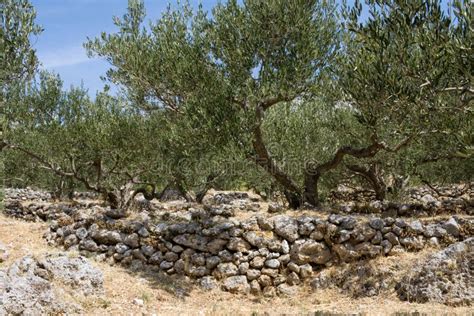 Olive Grove Stock Photo Image Of Landscape Stone Foliage 16440360