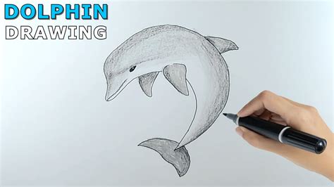 How To Draw A Dolphin Step By Step Realistic