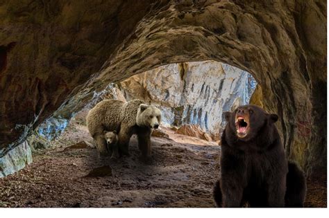 C Mo Es La Cueva De Un Oso Nueva Escuela Mexicana