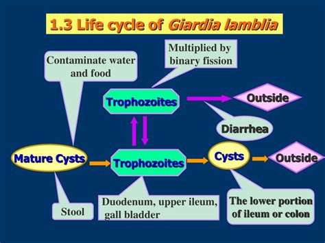 Ppt Giardia Lamblia Trichomonas Vaginalis Powerpoint Presentation Free Download Id9198329