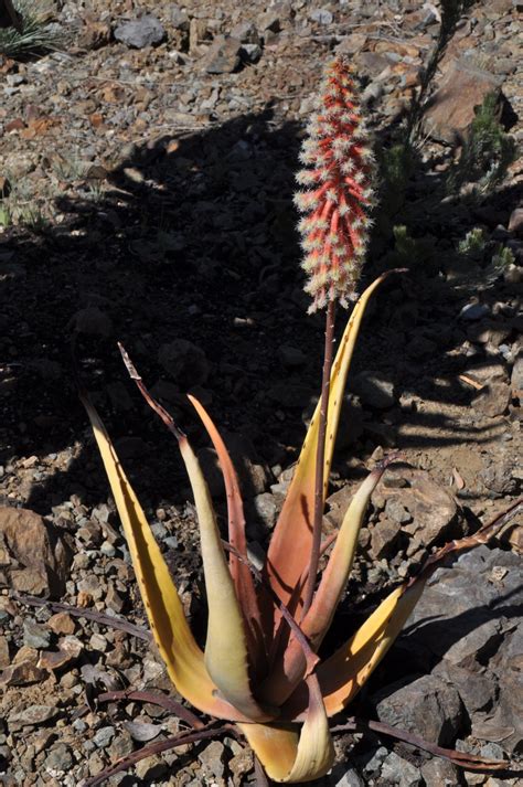 Aloe Lavranosii The Ruth Bancroft Garden And Nursery