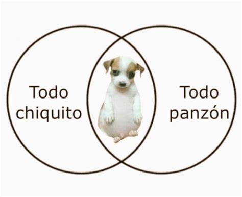 Todo Chiquito Todo Panz N El Meme Del Perrito Que Cautiva En La Red