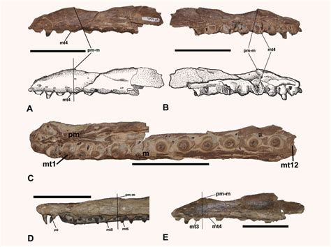 Ectenosaurus Everhartorum El Nuevo Mosasaurio Conexiones Noticias