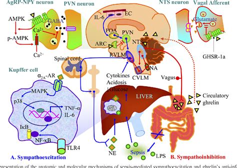 Figure From Ghrelin Mediated Sympathoinhibition And Suppression Of