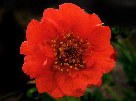 Geum Mrs Bradshaw Riverside Garden Centre