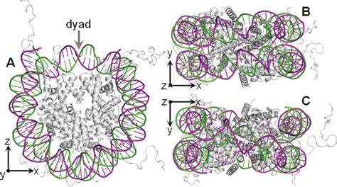 Nucleosome Positioning And Its Role In Gene Regulation In Yeast