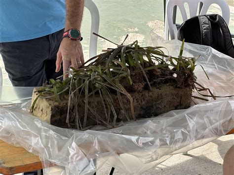 Espuma Con Posidonia Del Fondo Marino De Calp Lamarinaalta