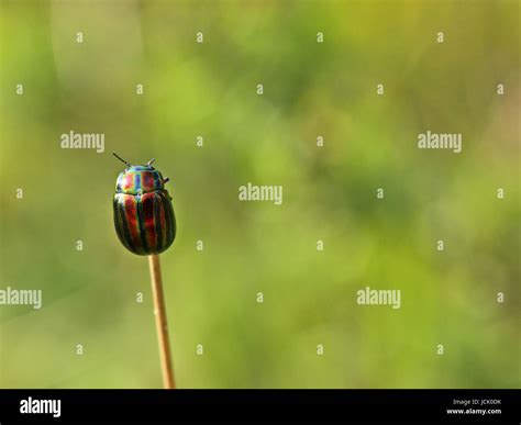 At The End Of The Flagpole Rainbow Leaf Beetle Chrysolina Cerealis