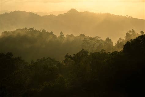 670 Borneo Silhouette Stock Photos Pictures And Royalty Free Images