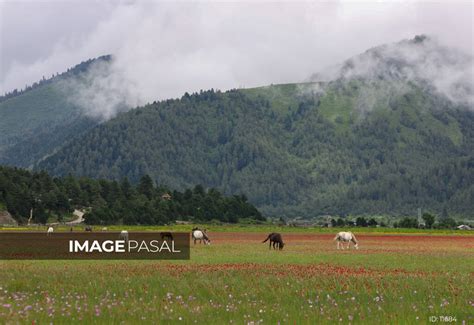 Dhorpatan Hunting Reserve - buy images of Nepal, stock photography Nepal