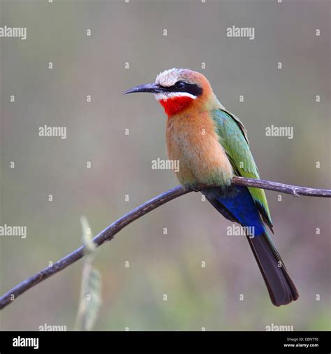 White Fronted Bee Eater Merops Bullockoides Sitting On A Branch