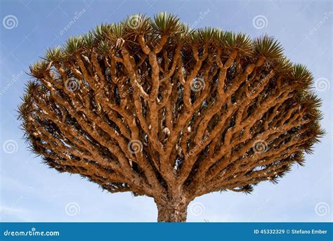 Dragon S Blood Tree at the Island of Socotra Stock Image - Image of ...