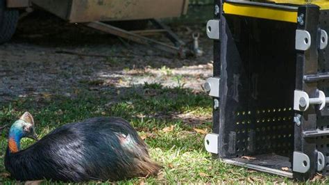 Cassowary ‘hercules’ The Cassowary Returns To The Wild After Being Hit By Car Car On The