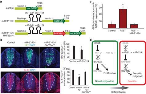 Effect Of MiR 9 And MiR 124 Overexpression In Progenitors And REST In