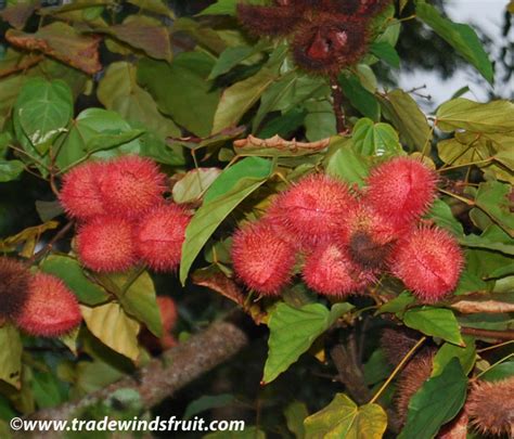 Lipstick Tree Annato Bixa Orellana Seeds