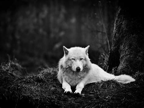 HD wallpaper: pack of wolf during daytime, wolf pack, timberwolf, Bad ...