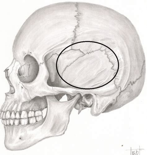 Anatomia De Cabeza Y Cuello Flashcards Quizlet