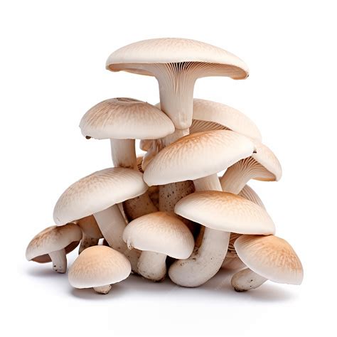 Premium Ai Image White Background Mushrooms