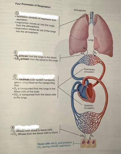 Four Processes Of Respiration Flashcards Quizlet