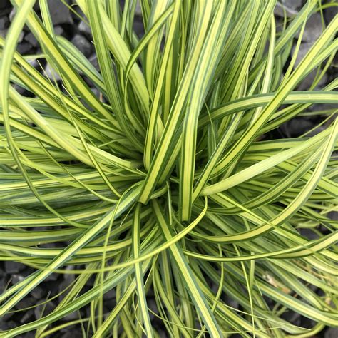 Carex Oshimensis Evercolor® ‘eversheen Japanese Sedge Uspp 25938