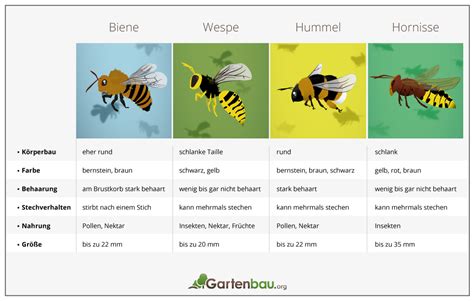 Biene Vs Wespe So Erkennen Sie Den Unterschied