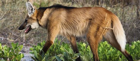 Lobo-guará - Onçafari