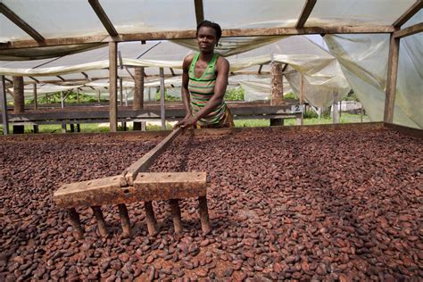 Government Moves To Boost Cocoa Production — OsunDefenderOsunDefender