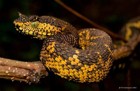 Colorful New Snake Species Discovered | Live Science