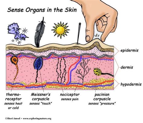 Touch and the Sensory Receptors of the Skin | Nervous system structure, Plexus products, Skin ...