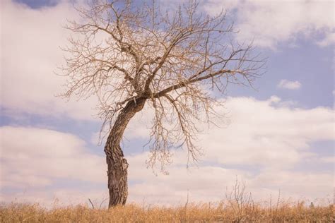 Bent Tree In The Grassland Stock Image Image Of Cloud 80174707