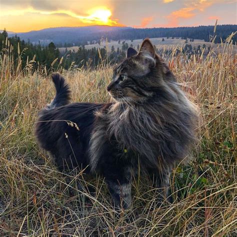 9 Most Famous Maine Coon Cats In The World