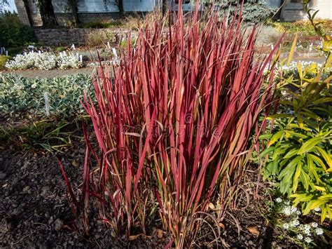 A Japanese Bloodgrass Cultivar Imperata Cylindrica Red Baron With Red