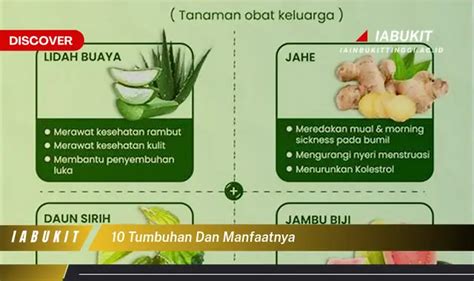 Banyak Yang Belum Tau Ini Dia 10 Tumbuhan Dan Manfaatnya Yang Bikin