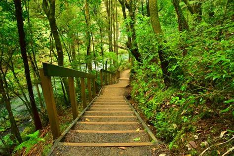 Top 5 activities to do at Whangarei Falls