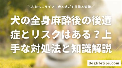 犬の全身麻酔後の後遺症とリスクはある？上手な対処法と知識を解説 ふわもこライフ！犬と過ごす日常と知識