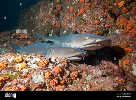 Whitetip Reef Sharks Triaenodon Obesus Two Resting Cocos Island