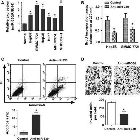 Knockdown Of Mir Inhibits Hcc Cell Growth And Invasion In Vitro A