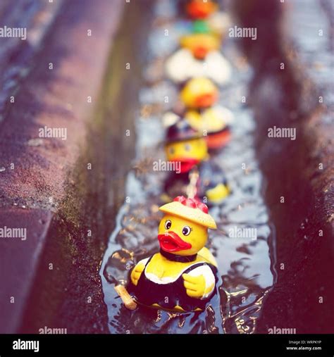 Rubber Ducks Floating On Water Stock Photo Alamy