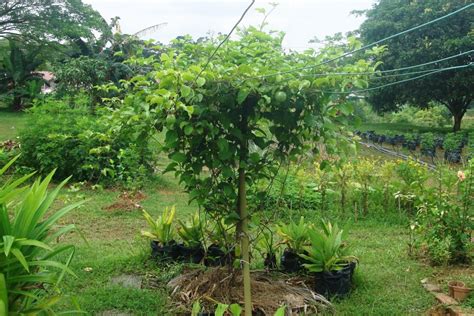 My little vegetable garden: markisa, passion fruit update 2