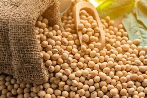 KDS 726 Natural Soybean Seeds Packaging Type Loose At Rs 45 Kg In