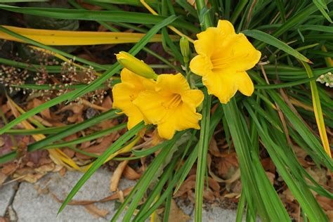 Hemerocallis Stella De Oro