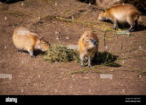 Three baby Capybaras (Hydrochoerus hydrochaeris) at Sydney Zoo in ...