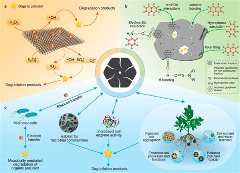 Integrating Biochar Bacteria And Plants For Sustainable Remediation