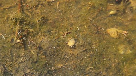 bewohner von teich kleine lebewesen einschliesslich suesswasserschnecken
