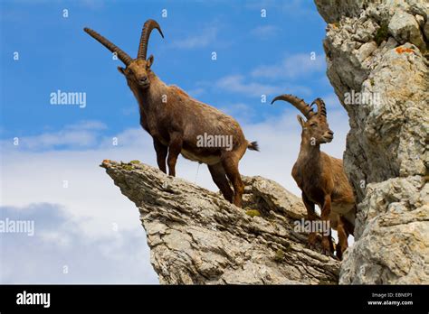 Alpine Ibex Capra Ibex Climbing On Rocks Hi Res Stock Photography And